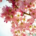 Fleurs de cerisiers (1)