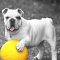 bulldog avec sa balle