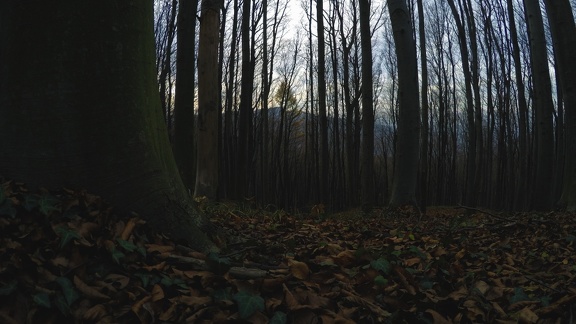 Dans la forêt - photographie