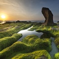 Bord de mer - algues et rochers