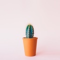 Cactus - photographie simple
