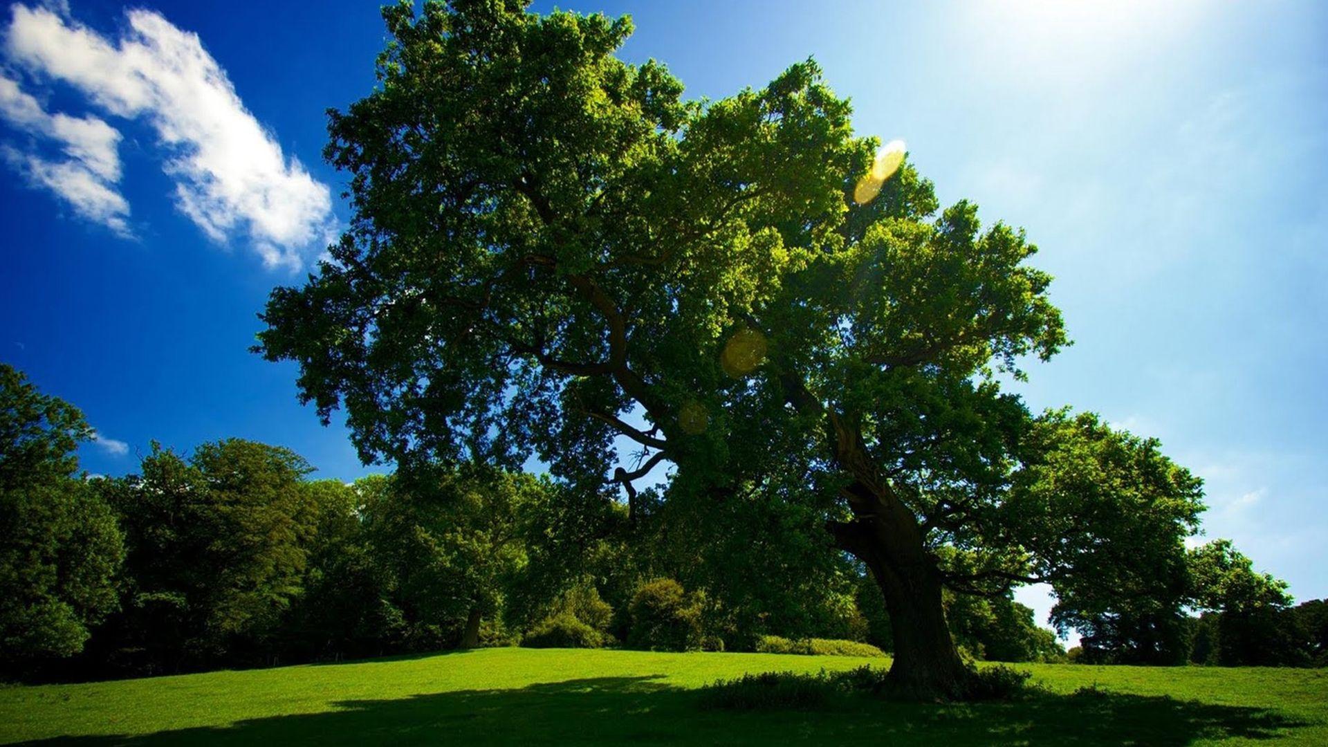 Télécharger Le Fond D'écran: Arbre Fond Écran(1920x1080)