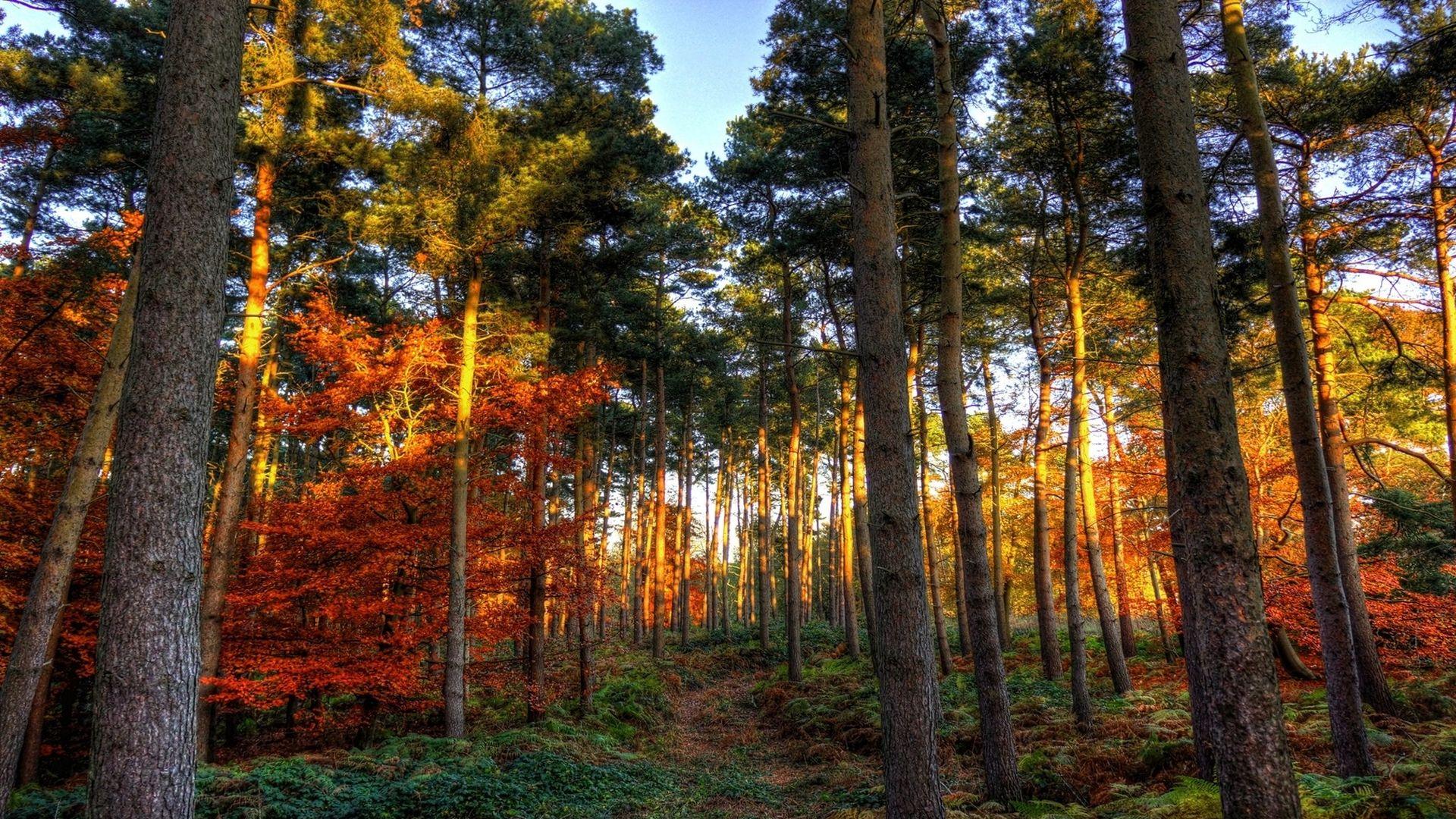 Télécharger Le Fond Décran Forêt Lumière Dautomne 1920x1080