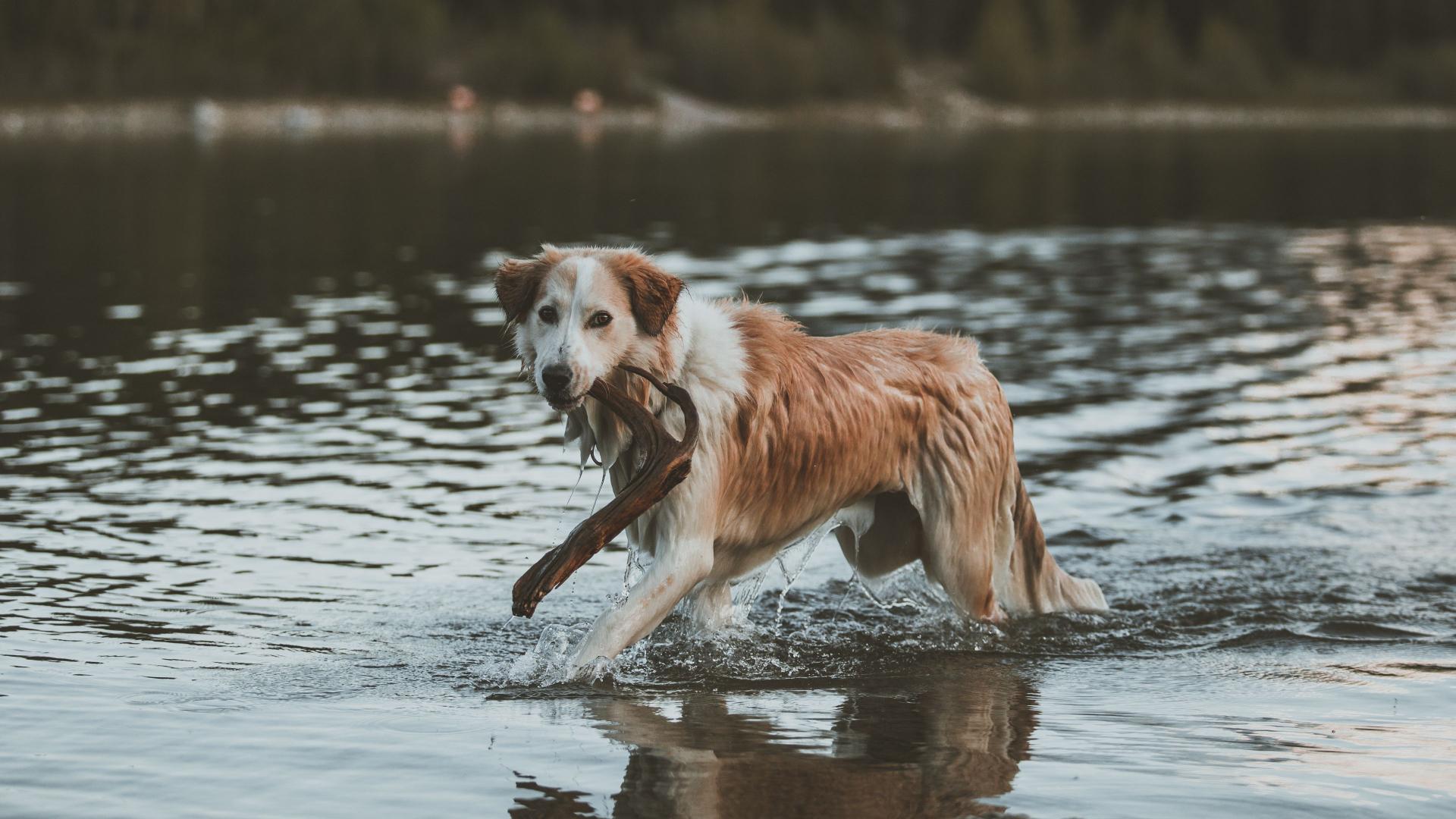 Télécharger le fond d'écran Chien dans une rivière(1920x1080)