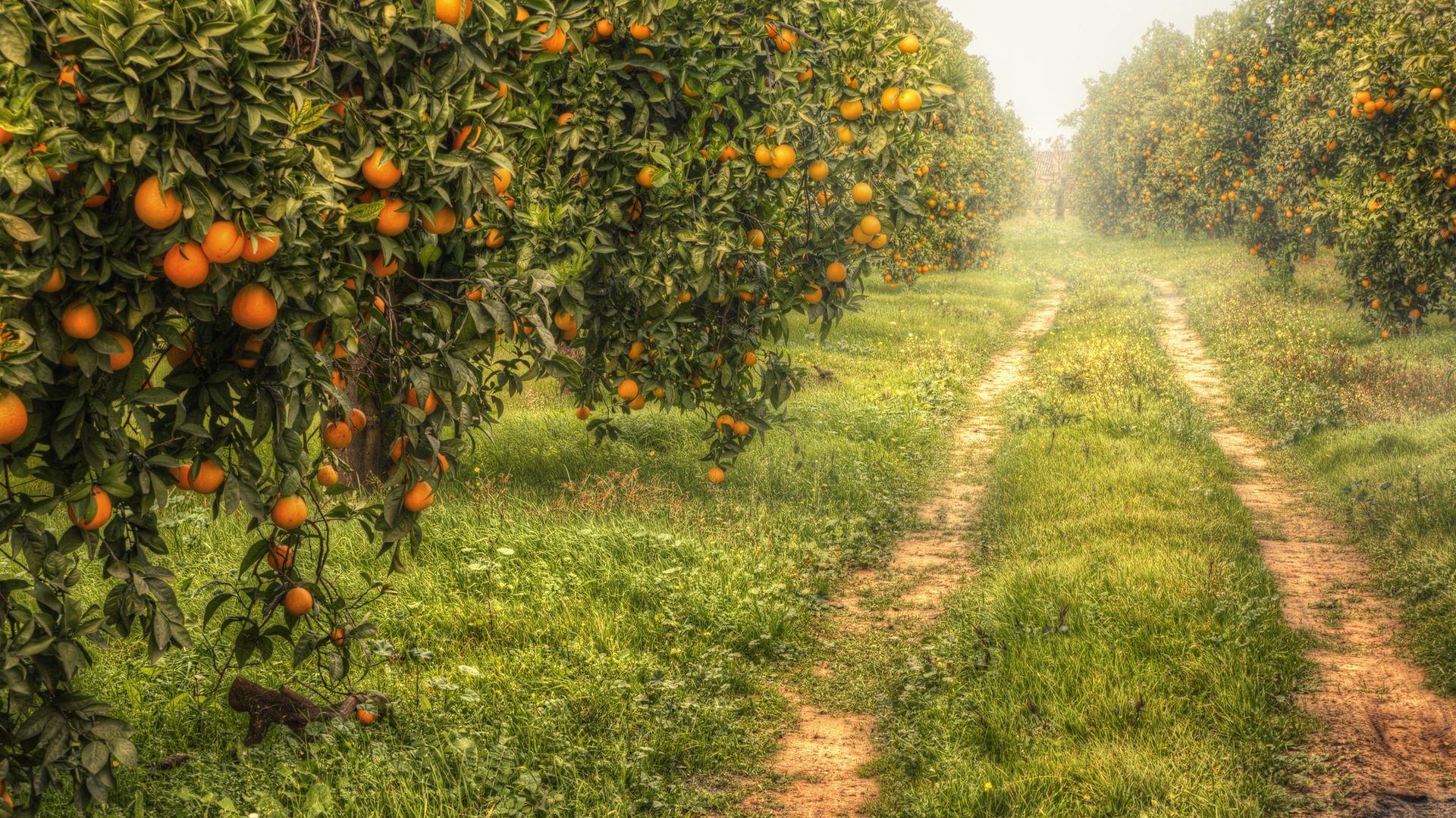 Télécharger le fond d’écran: Orangeraie - Wallpaper(1920x1080)