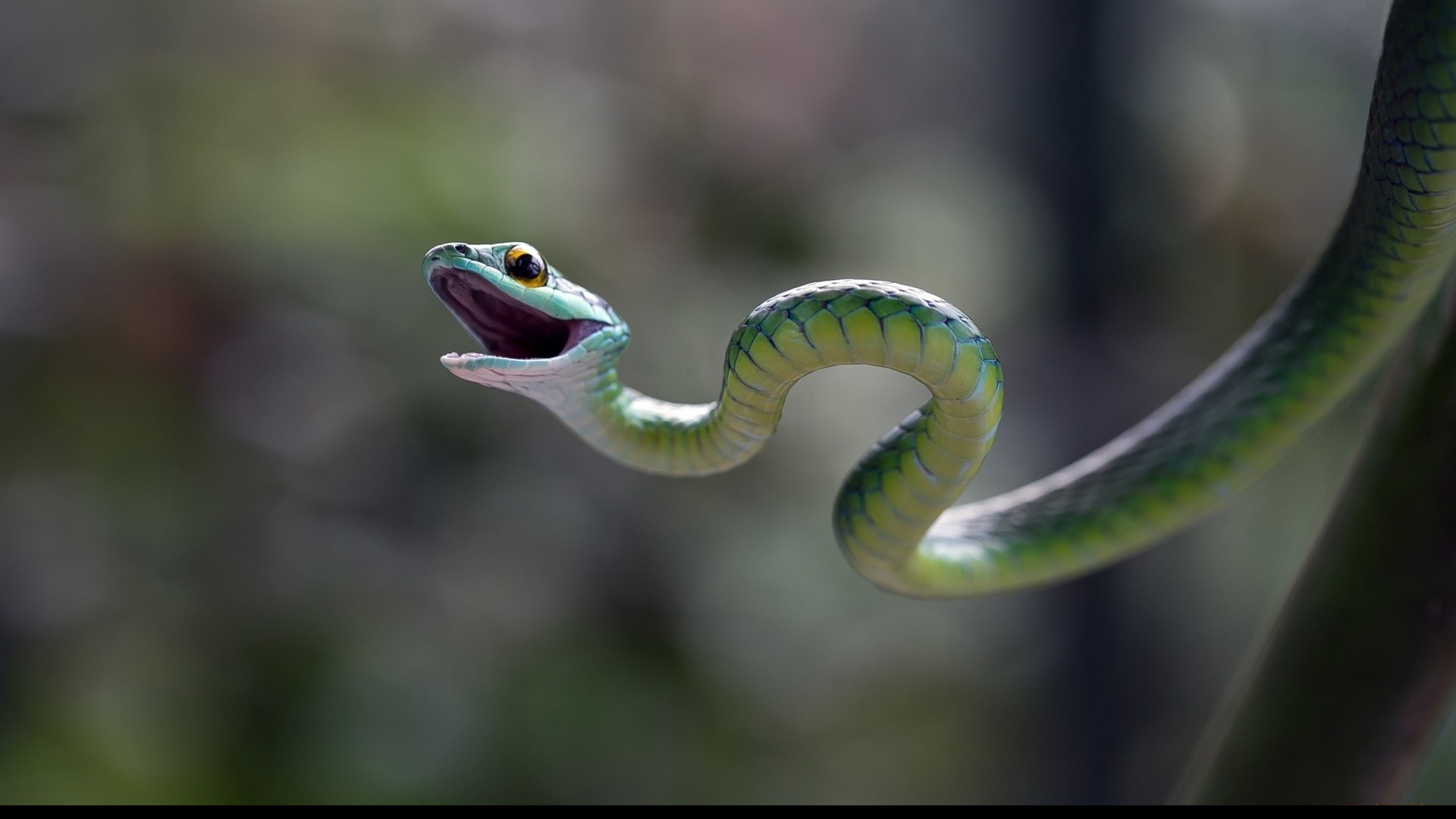Serpent fond écran (2).jpg