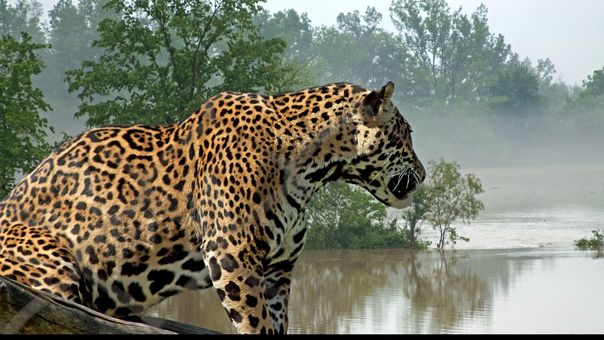 Leopard - fond d'écran