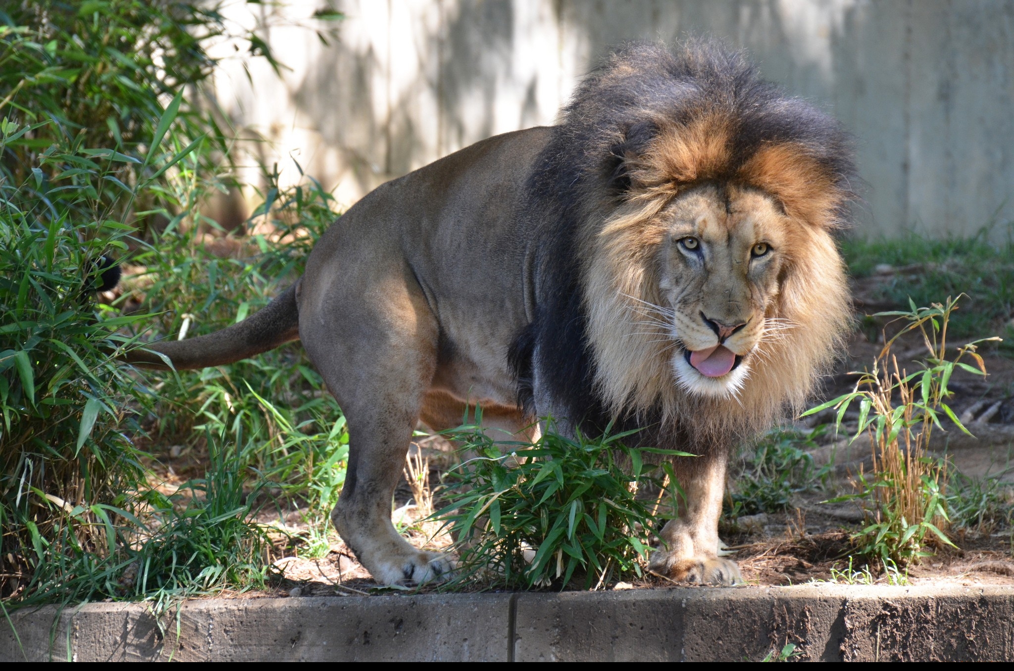 Lion dans un zoo.jpg