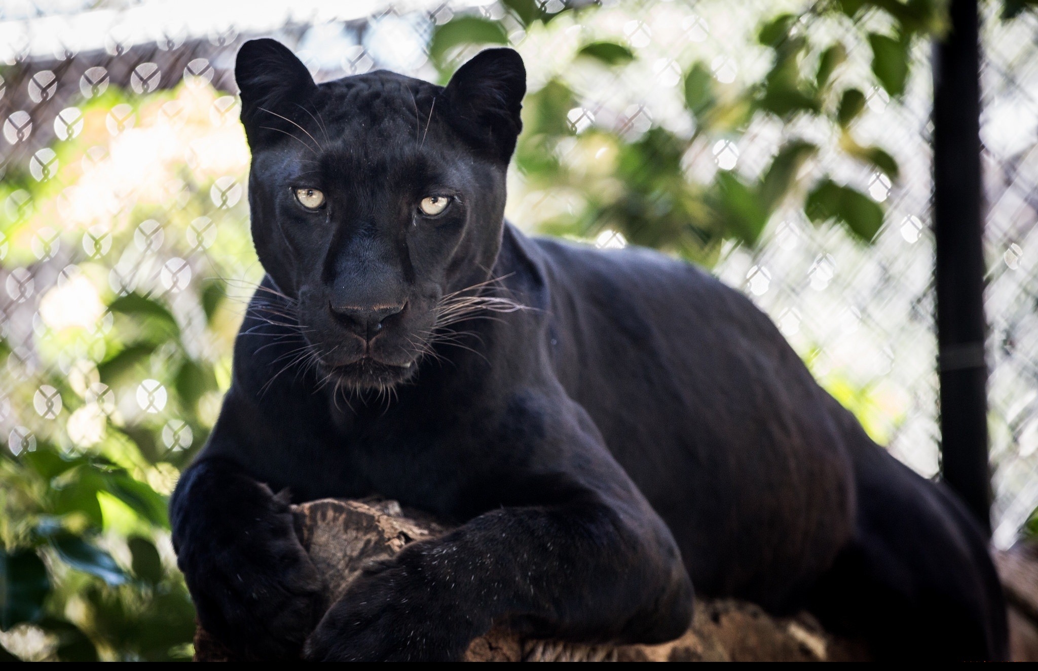 Panth re Noire 10 Choses Savoir Sur Ce Magnifique Animal Panth re Noire 10 Choses Savoir Sur Ce Magnifique Animal
