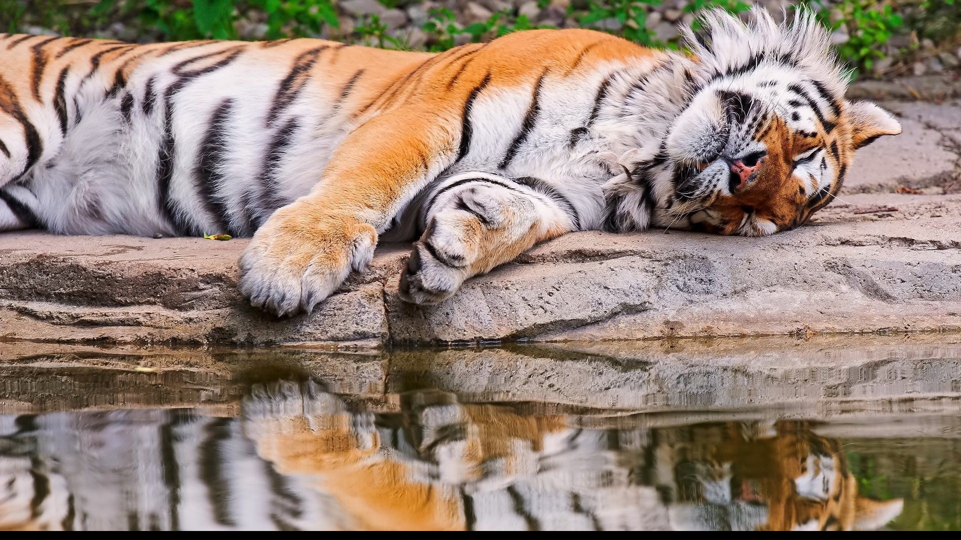 Tigre endormi.jpg