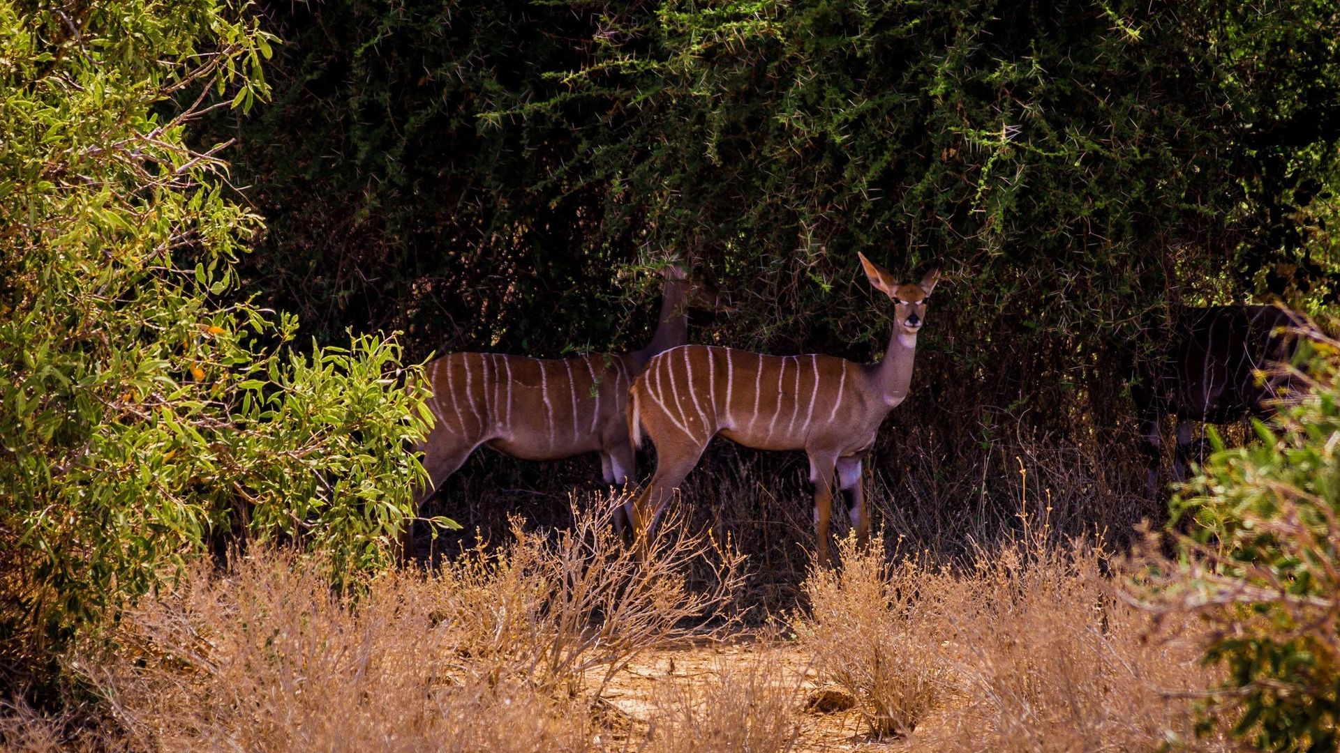 Antilopes rayées.jpg