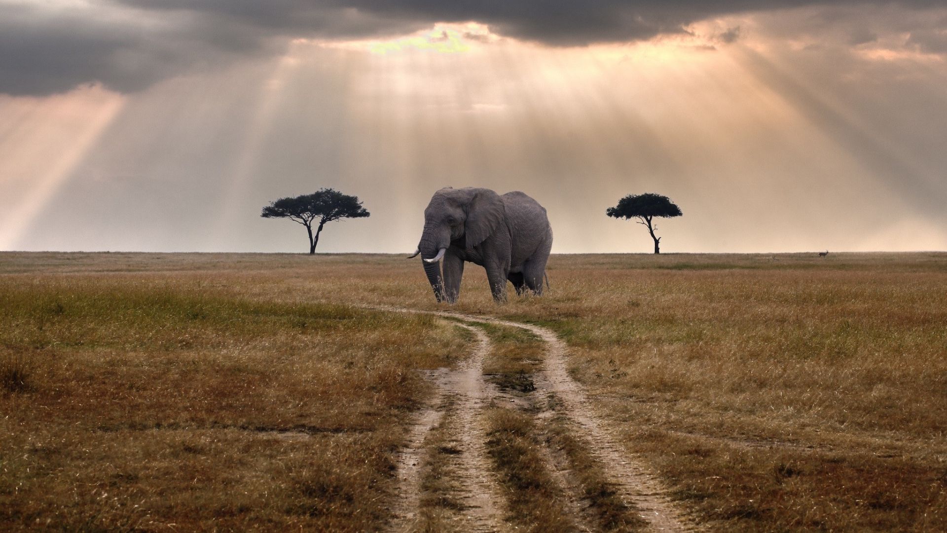 Elephant dans la savane.jpg