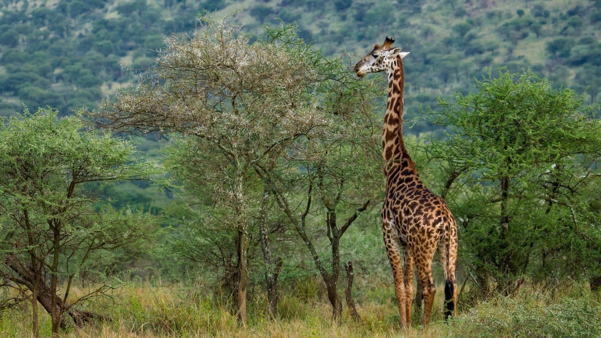 Girafe - fond écran HD.JPG