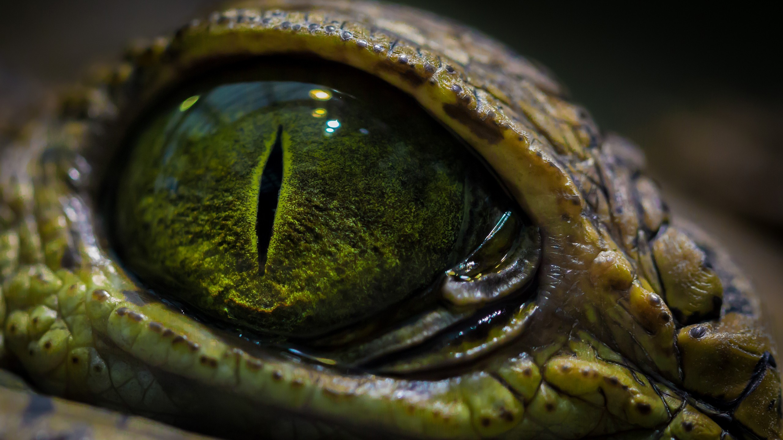 Oeil de crocodile.jpg