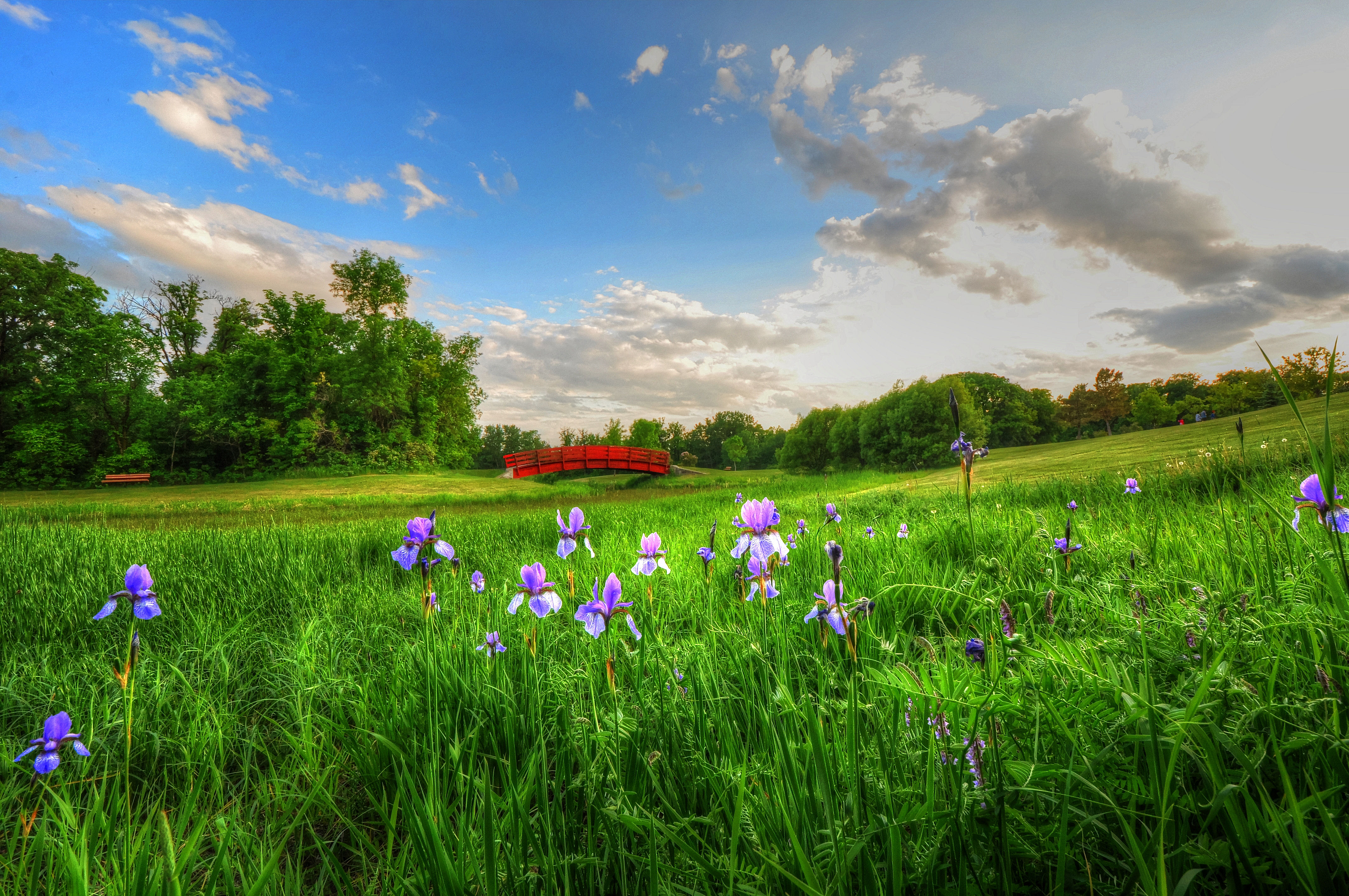 Красивая природа поляна. Лето природа. Поляна с цветами. Красивый луг. Цветы на лугу.