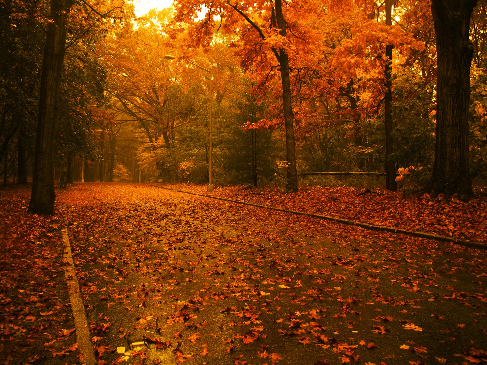 Route en automne (2)