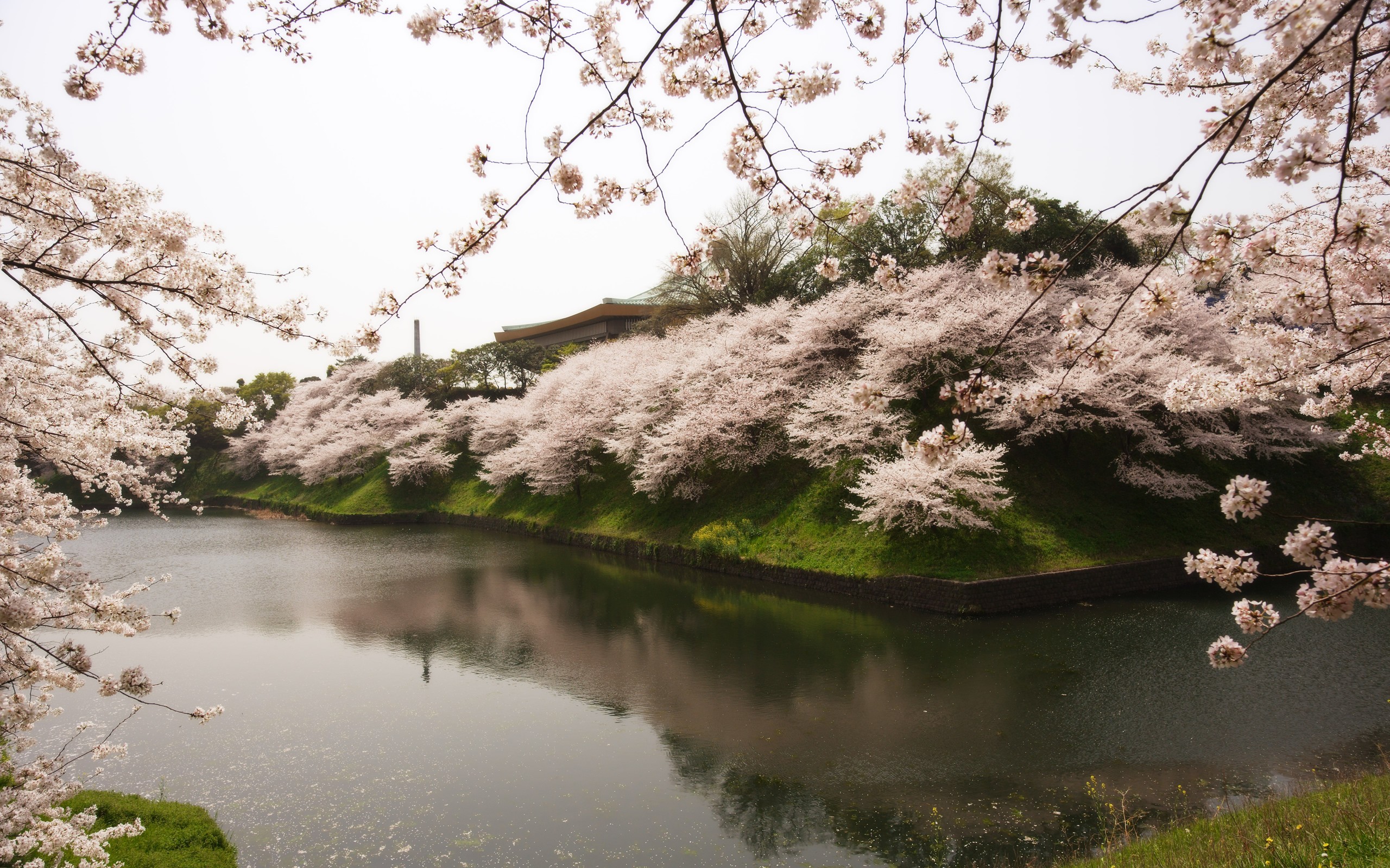 Сакура вода. Сакура Тайхаку. Цветение Сакуры в Японии сады. Сакура Тайхаку цветение. Японский пейзаж.