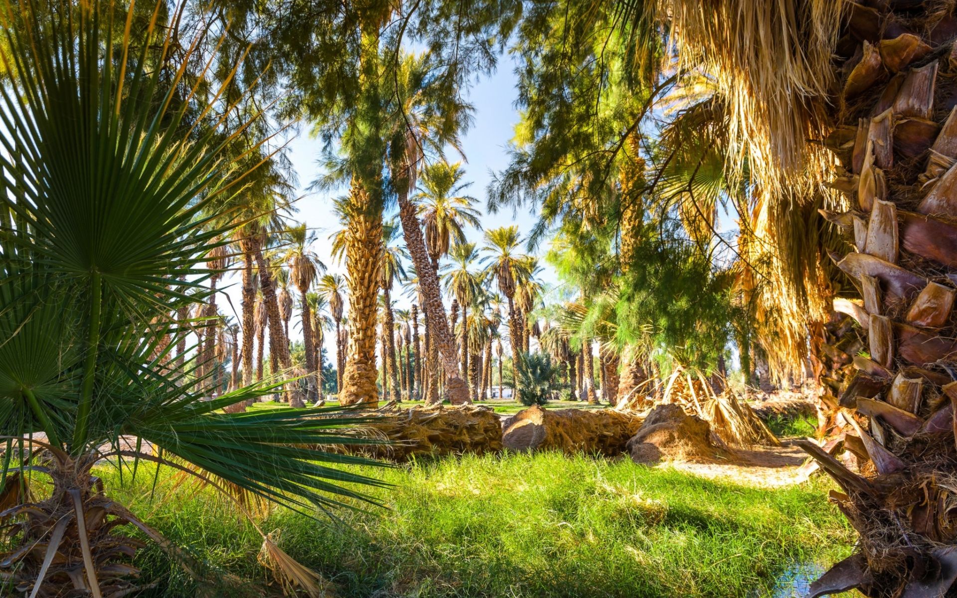 Forêt de palmiers