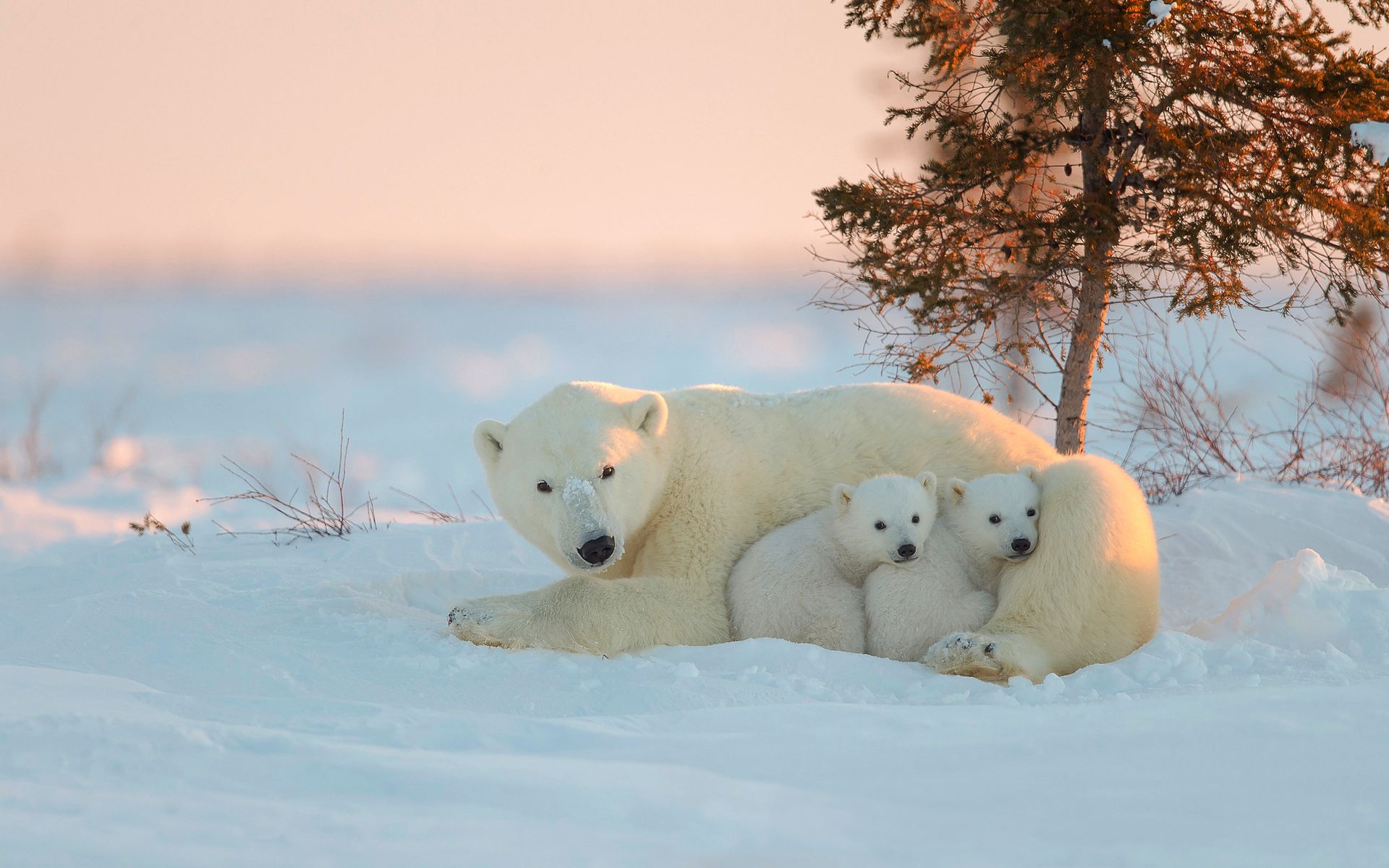 Famille ours polaire.jpg