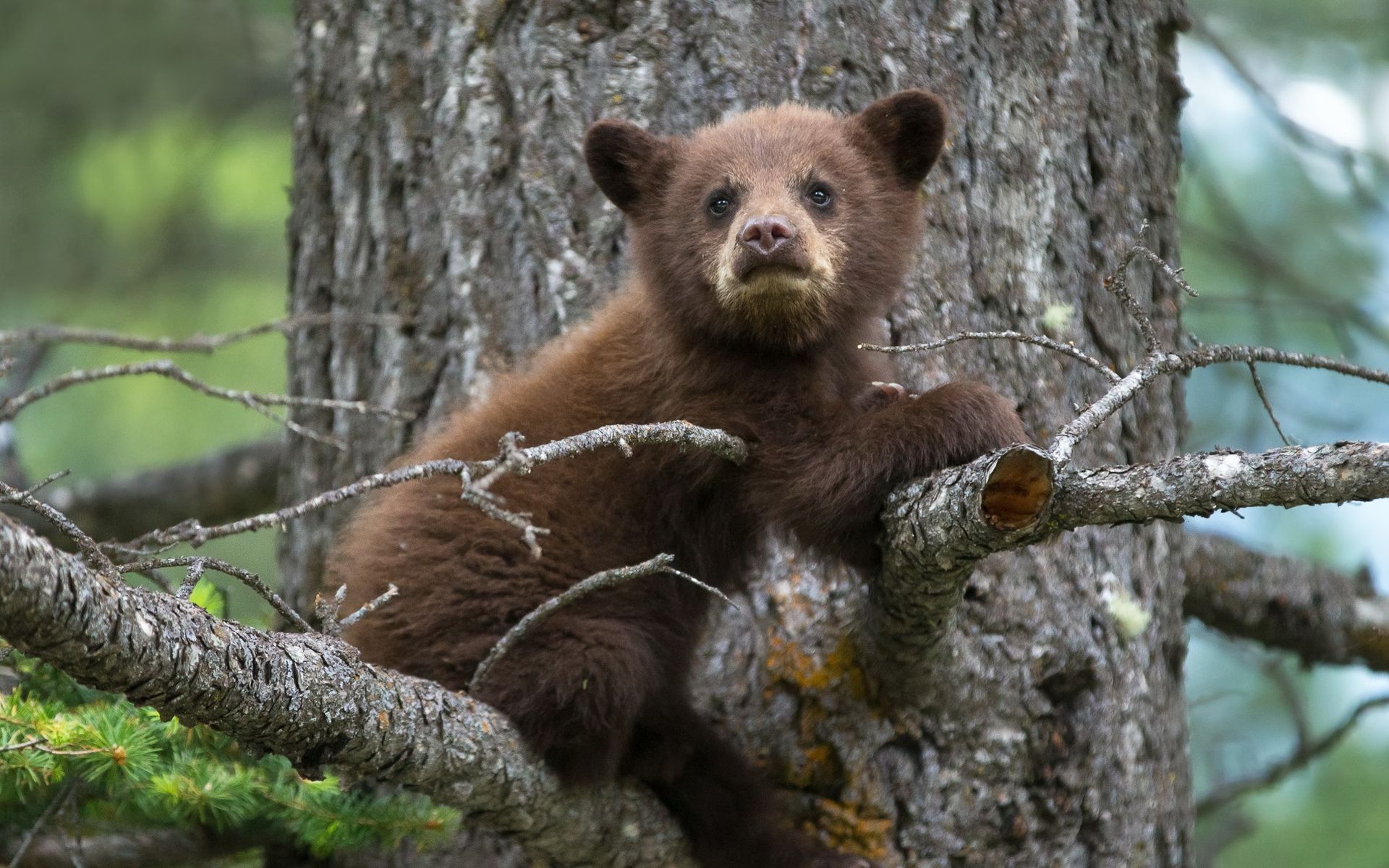 Petit ours brun dans un arbre - photographie.jpg