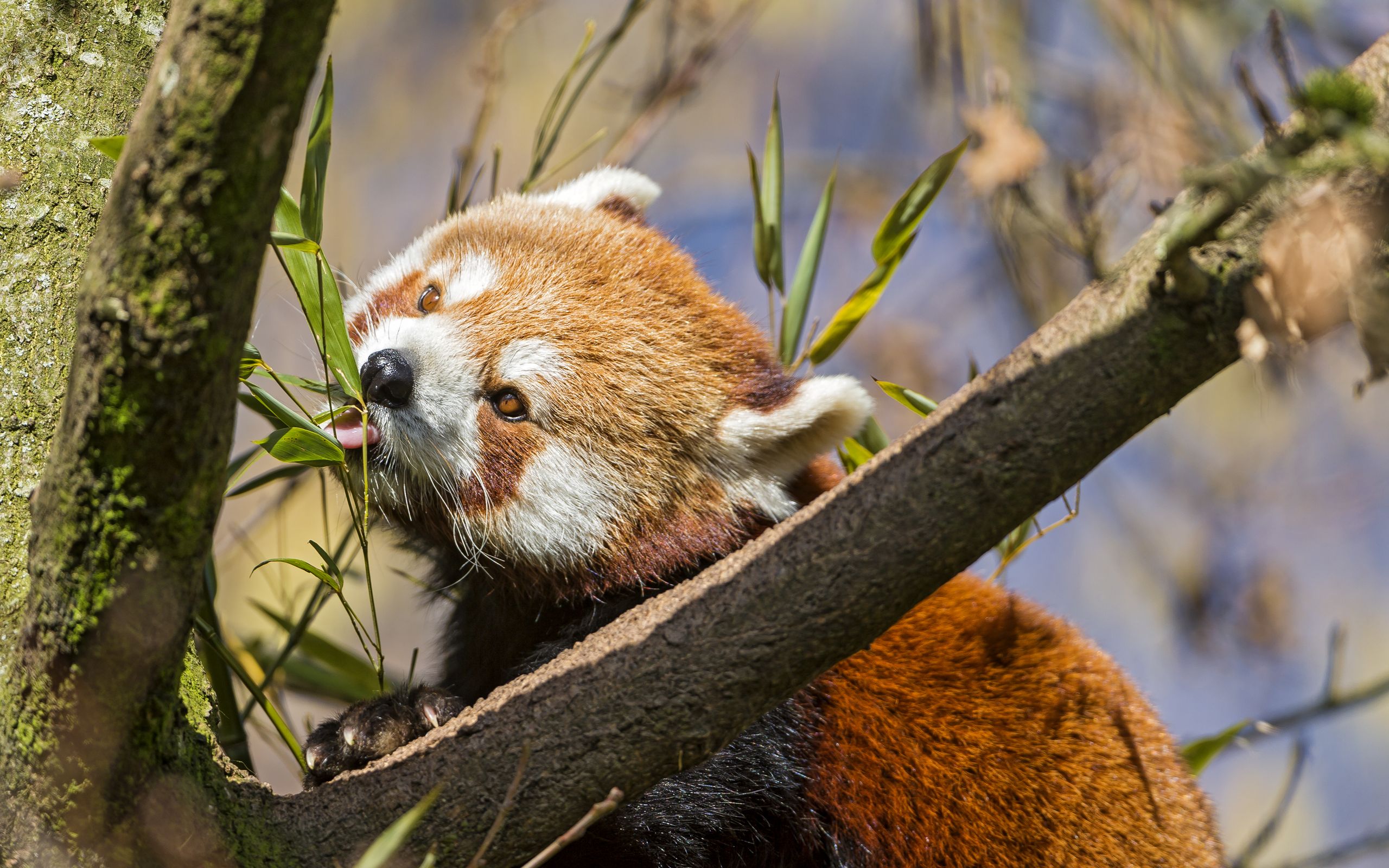 Panda roux dans un arbre.jpg