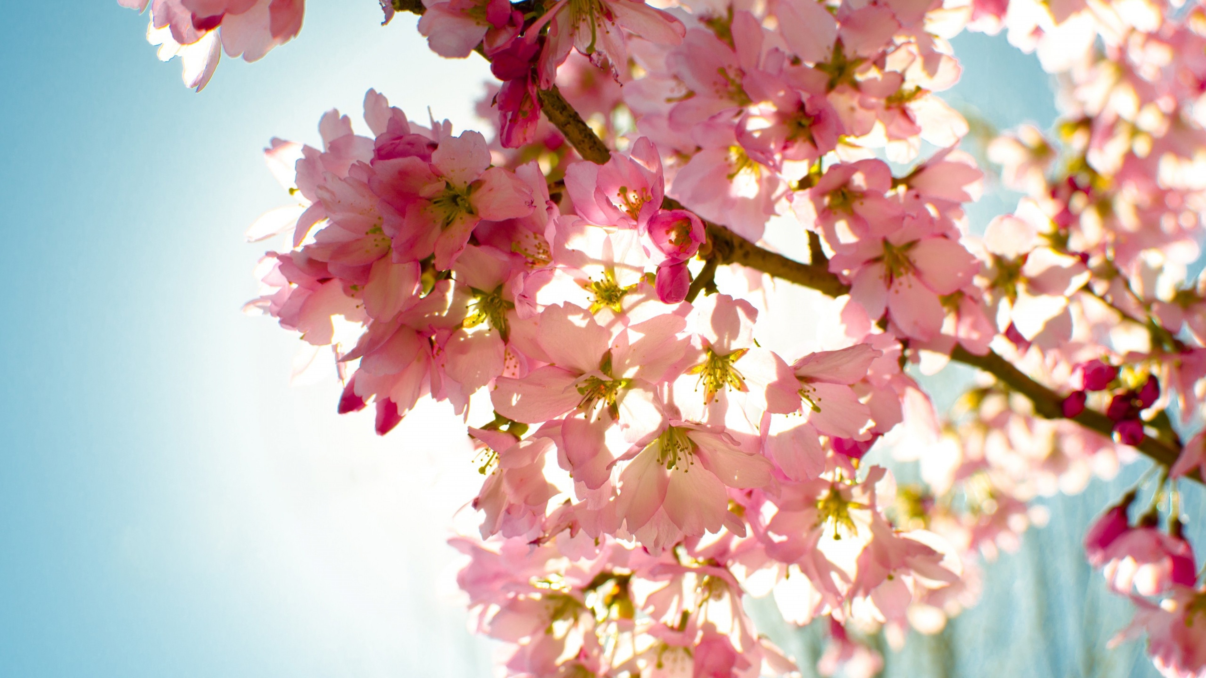 Fond D cran Ordinateur Fleur Fond D cran Fleuri Ordinateur MAEO Fond D cran Ordinateur Fleur Fond D cran Fleuri Ordinateur MAEO
