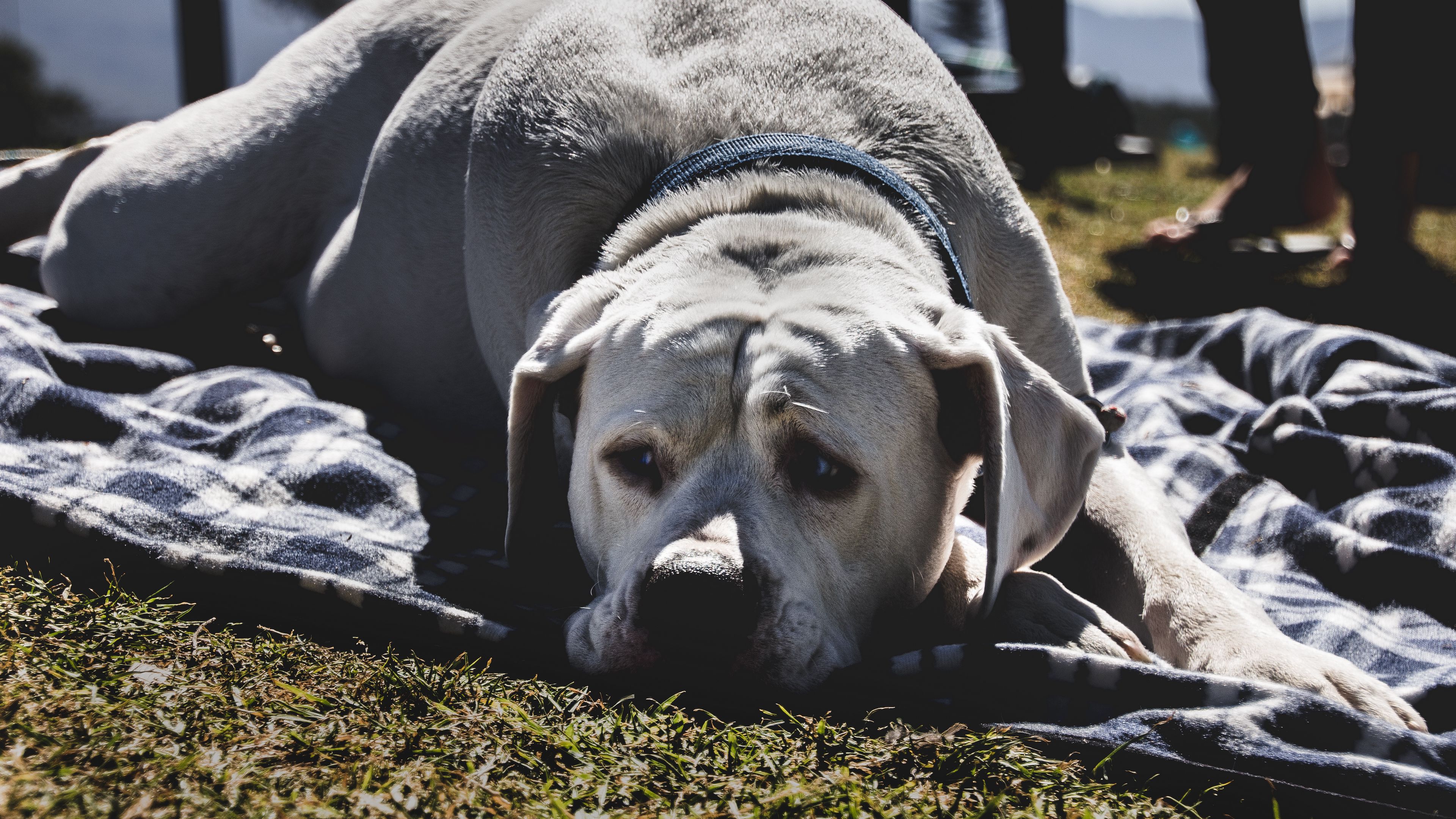 Labrador - fond d'écran chien.jpg